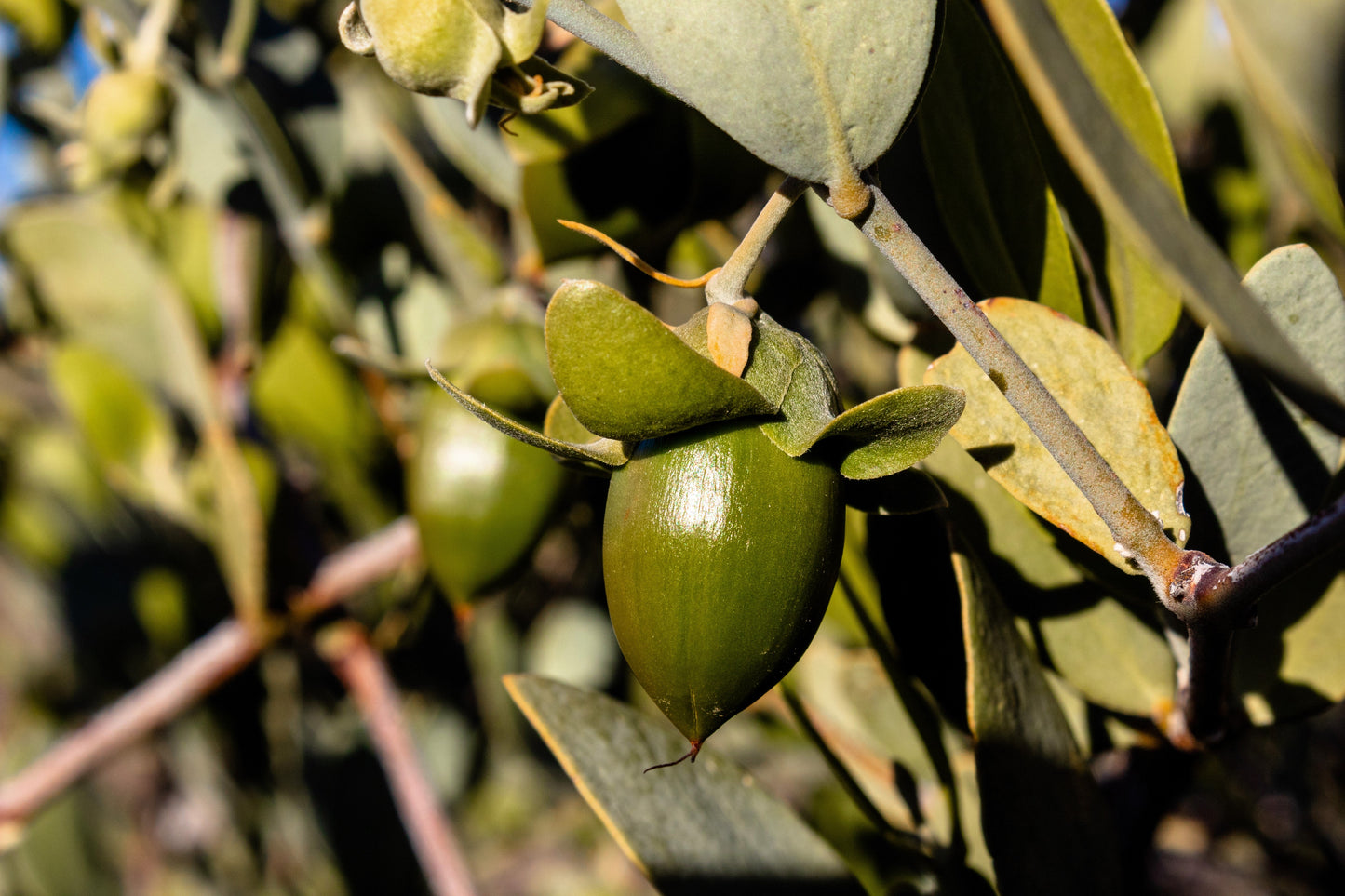 5 JOJOBA Simmondsia Chinensis Fruit Nut Oil Evergreen Shrub Seeds