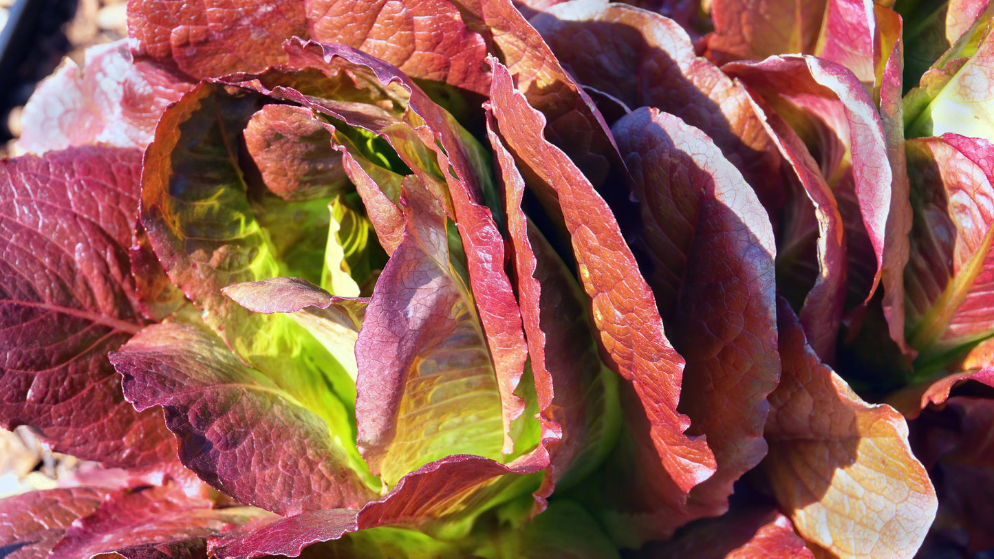 3000 RED ROMAINE LETTUCE Lactuca Sativa Vegetable Seeds