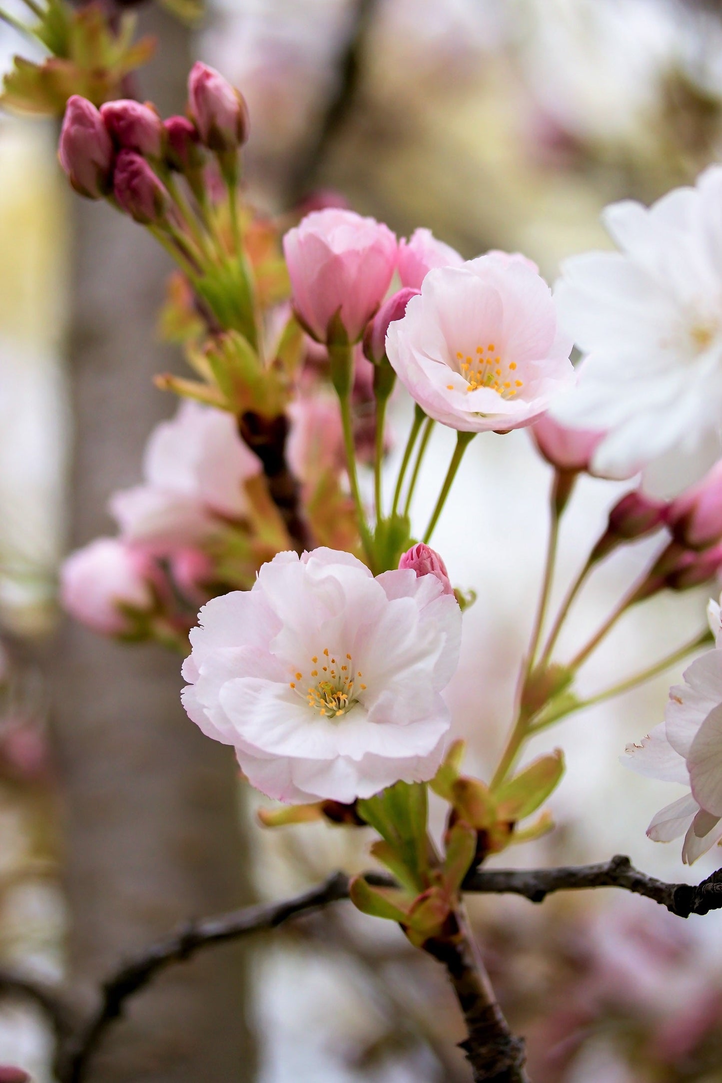 10 Japanese MOUNTAIN CHERRY Hill Cherry Prunus Serrulata Spontanea Pink & White Flowers Red Fruit Tree Seeds