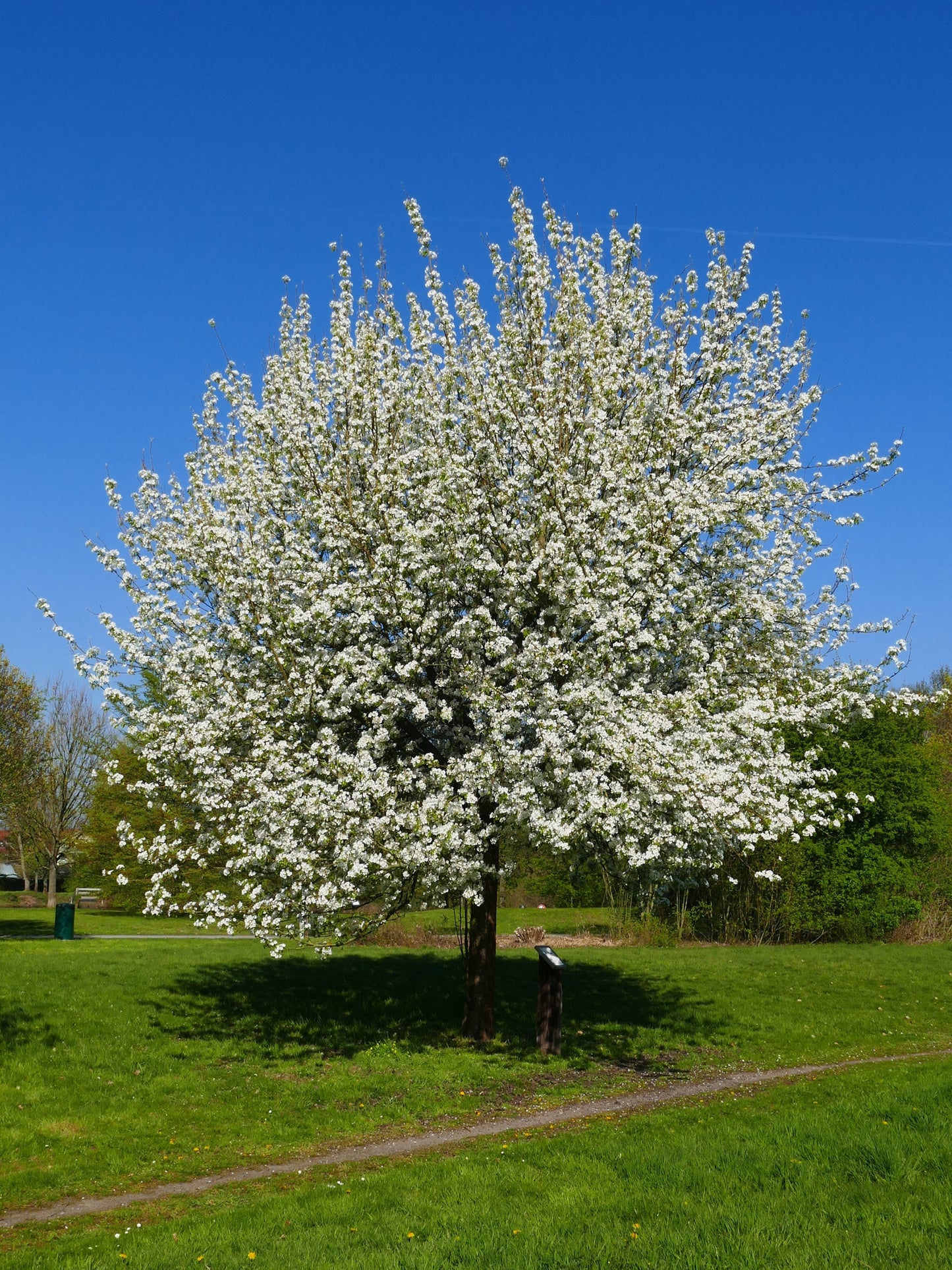 25 EUROPEAN PEAR TREE Pyrus Communis Fruit Seeds - White Flowers / Green Fruit