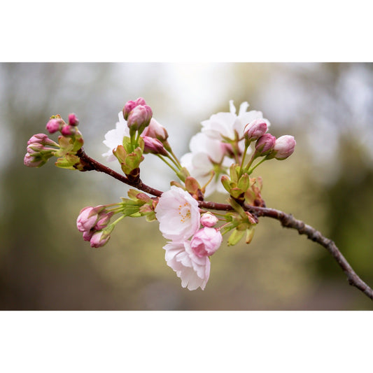 10 Japanese MOUNTAIN CHERRY Hill Cherry Prunus Serrulata Spontanea Pink & White Flowers Red Fruit Tree Seeds