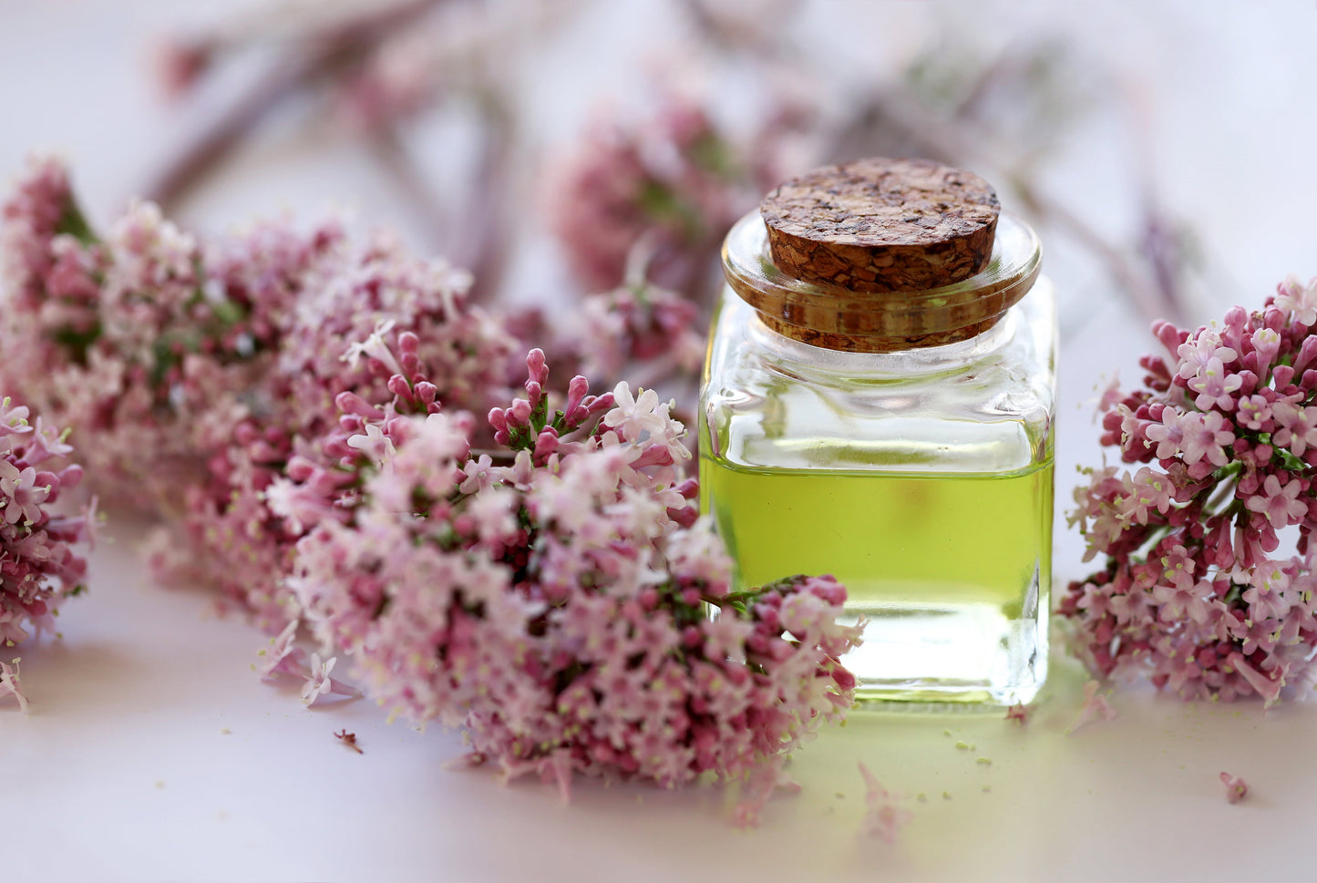 250 VALERIAN (Garden Heliotrope / Heal All) Valeriana Officinalis Herb Flower Seeds