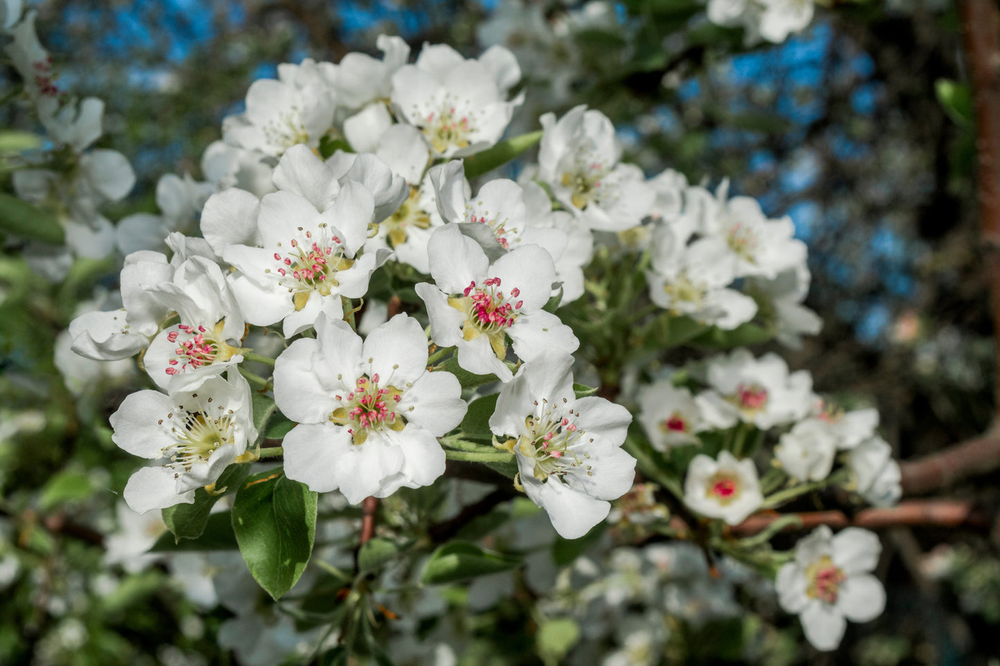 25 EUROPEAN PEAR TREE Pyrus Communis Fruit Seeds - White Flowers / Green Fruit