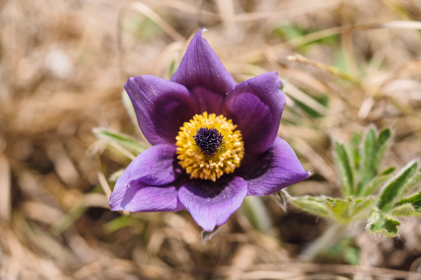 50 PULSATILLA Chinensis / Chinese Purple PASQUE Flower ANEMONE Herb Seeds