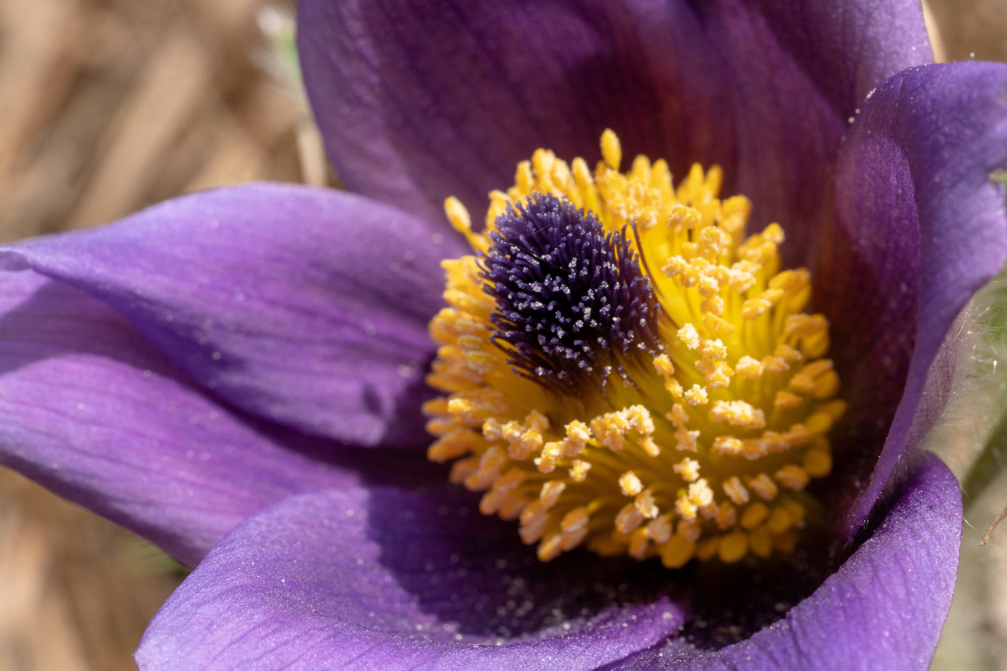 50 PULSATILLA Chinensis / Chinese Purple PASQUE Flower ANEMONE Herb Seeds