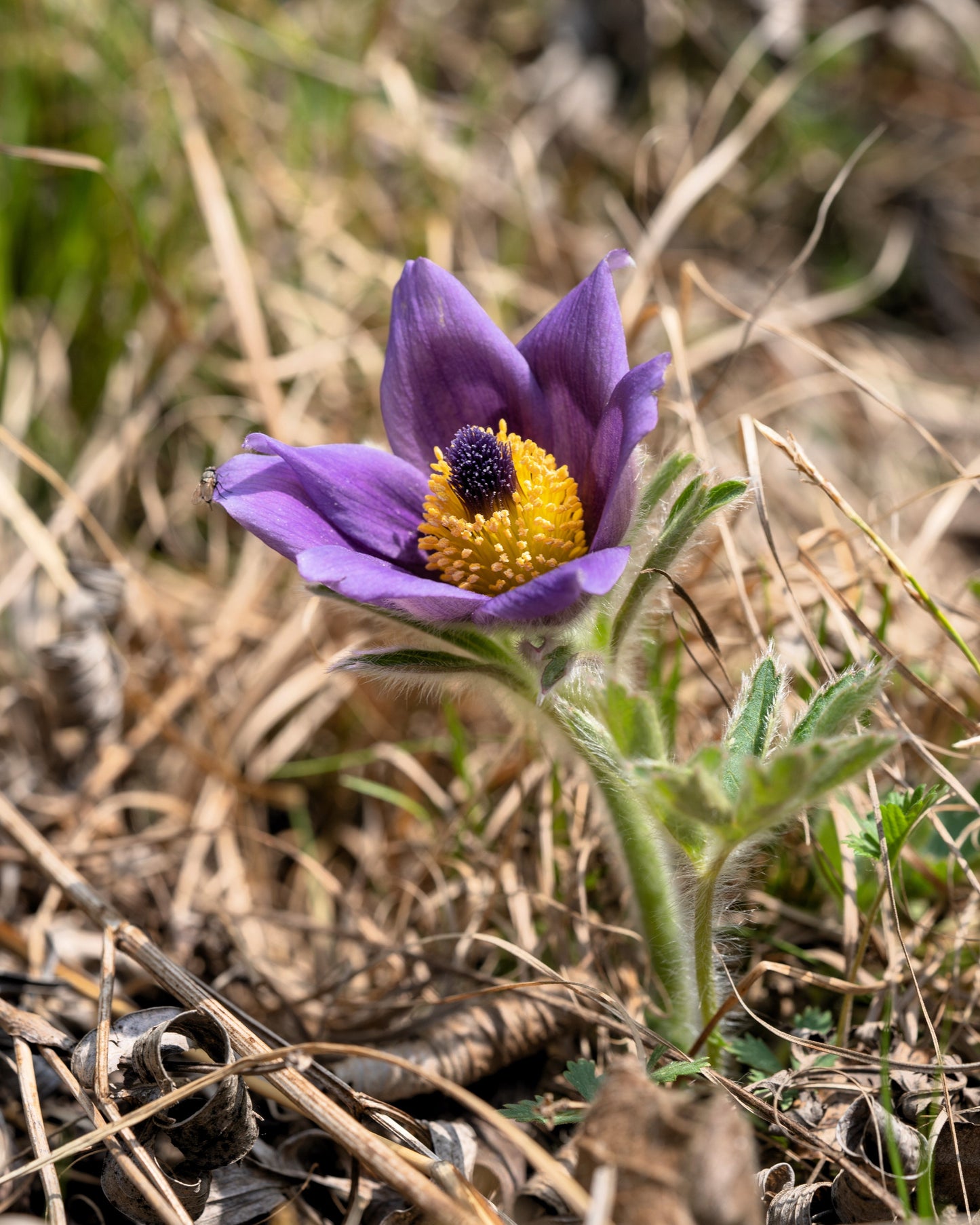 50 PULSATILLA Chinensis / Chinese Purple PASQUE Flower ANEMONE Herb Seeds