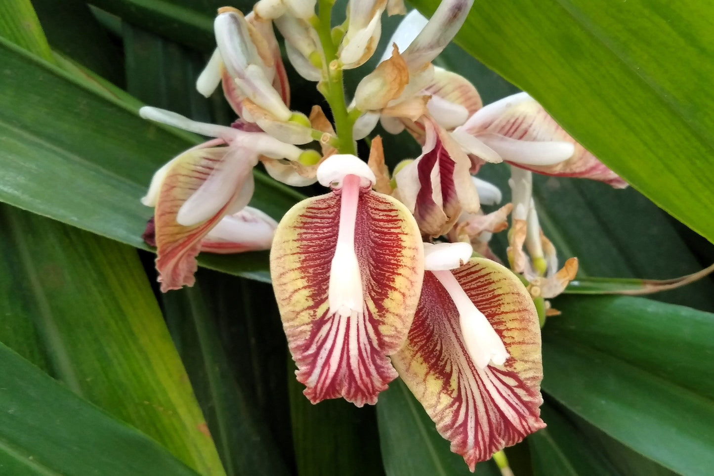 5 CARDAMON CARDAMOM Elettaria Cardamomum HERB Flower Shrub Tree Seeds