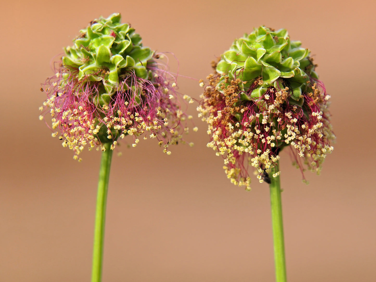 500 SALAD BURNET Sanguisorba Minor Edible Greens Vegetable Herb Flower Seeds