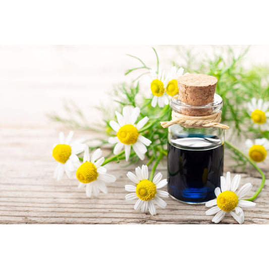 1000 GERMAN CHAMOMILE Matricaria Recutita Chamomilla Herb Flower Seeds