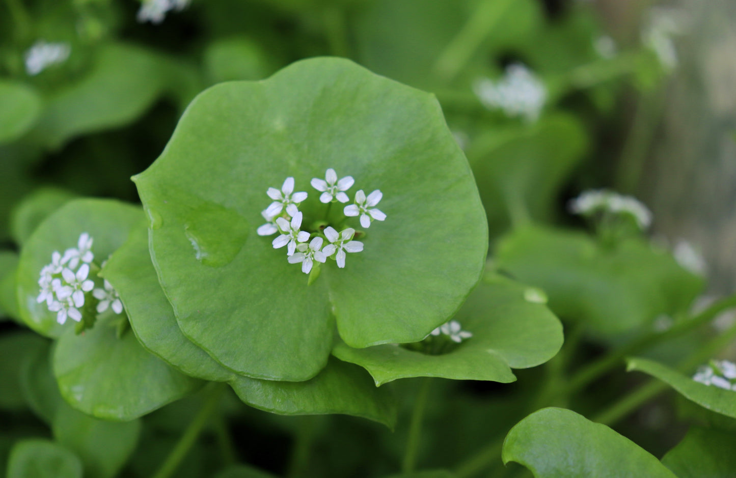 100 MINER'S LETTUCE Winter Purslane Spinach Claytonia Perfoliata Vegetable Seeds
