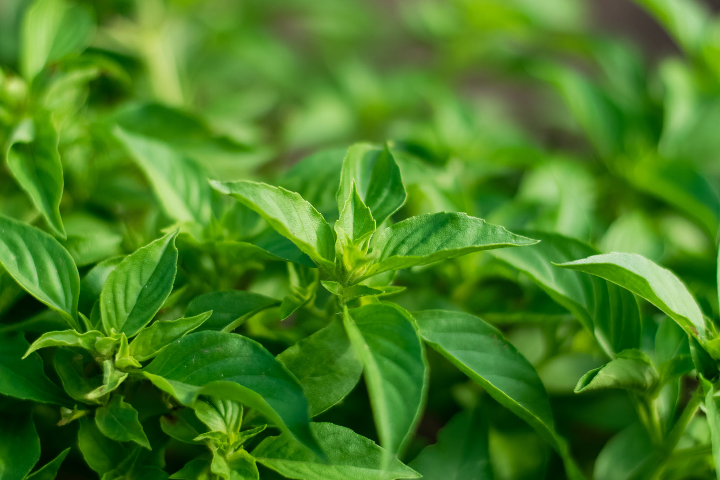 1500 LEMON BASIL Ocimum Basilicum HERB Flower Seeds