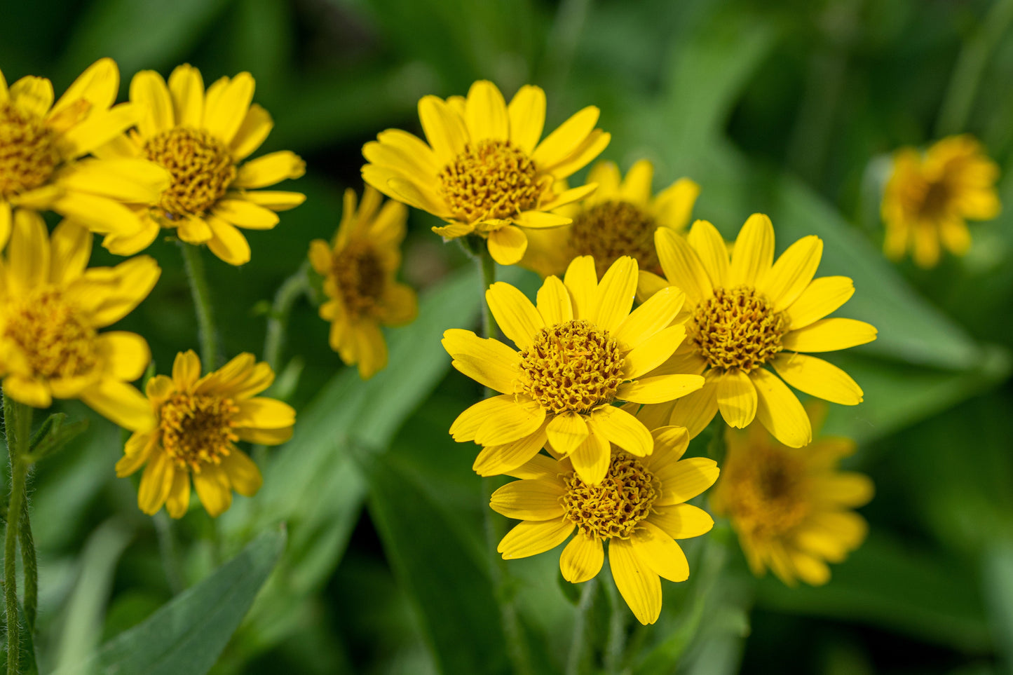15 MOUNTAIN ARNICA Montana Wolf's Bane Yellow Flower Herb Seeds