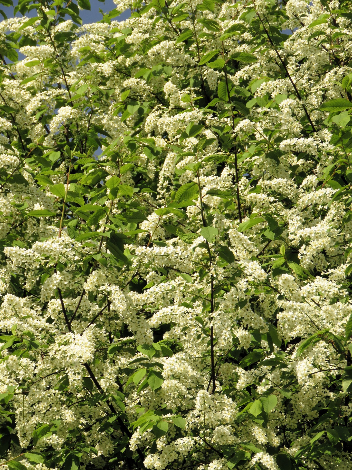 30 BLACK CHERRY Fruit Tree Prunus Serotina Fragrant White Flowers Seeds