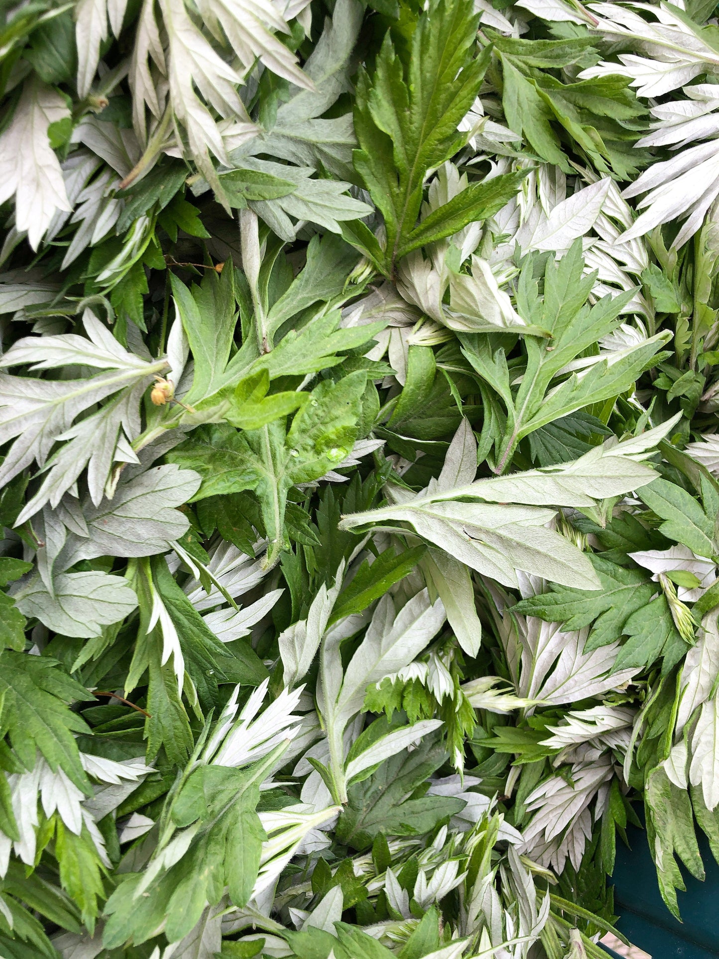 1000 JAPANESE MUGWORT Artemisia Princeps Korean Wormwood Yomagi Herb Yellow Flower Seeds