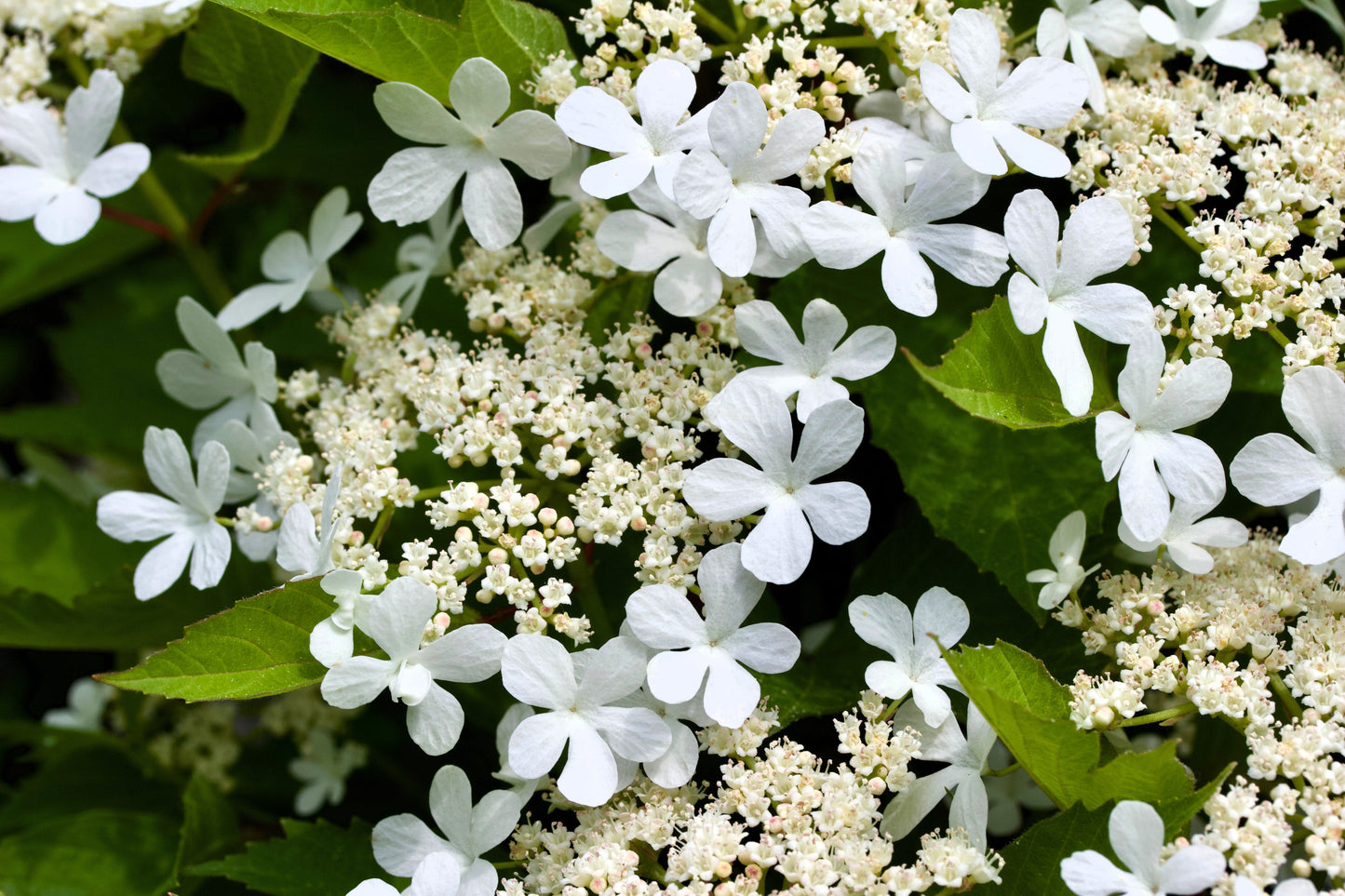 20 AMERICAN HIGHBUSH CRANBERRY Viburnum Trilobum Red Fruit White Flower Shrub Seeds