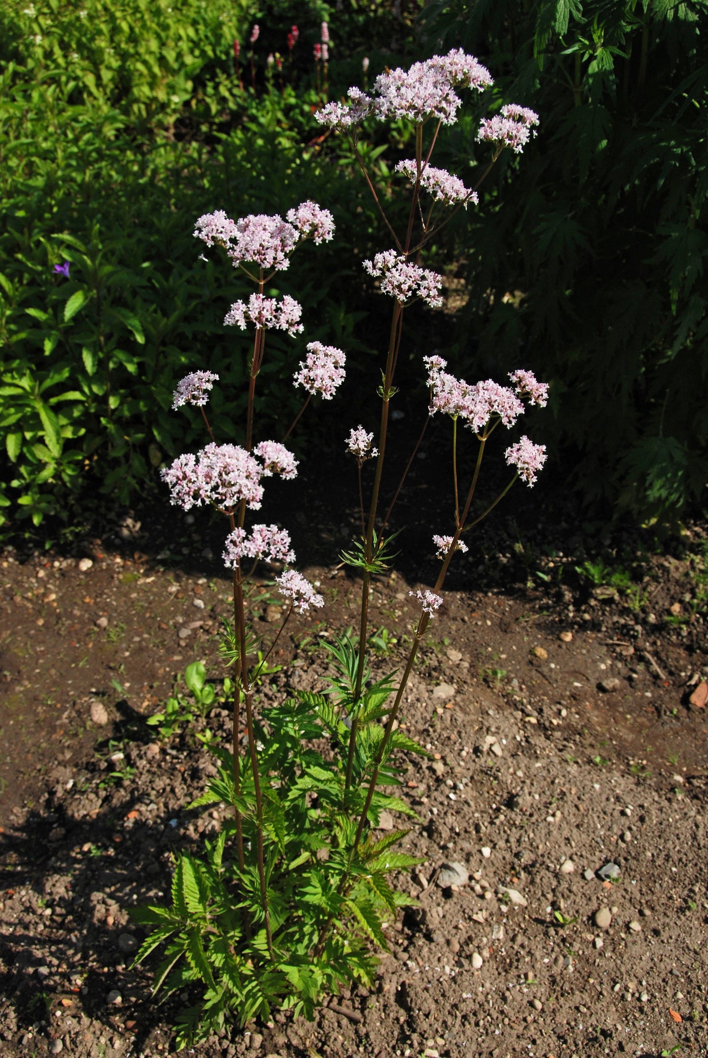 250 VALERIAN (Garden Heliotrope / Heal All) Valeriana Officinalis Herb Flower Seeds