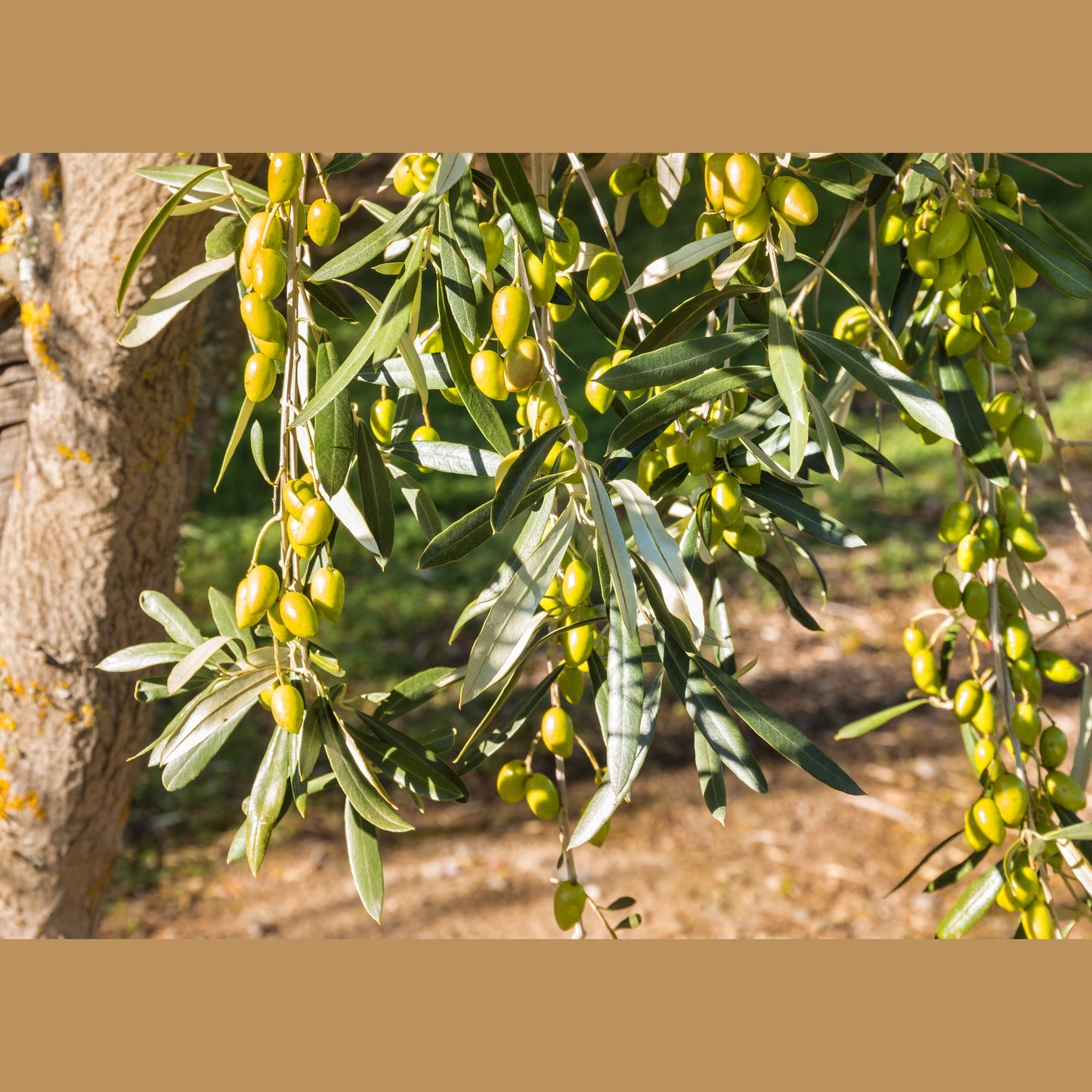10 CANINO OLIVE TREE Olea Europaea Canino Edible European Common Green Black Fruit Seed