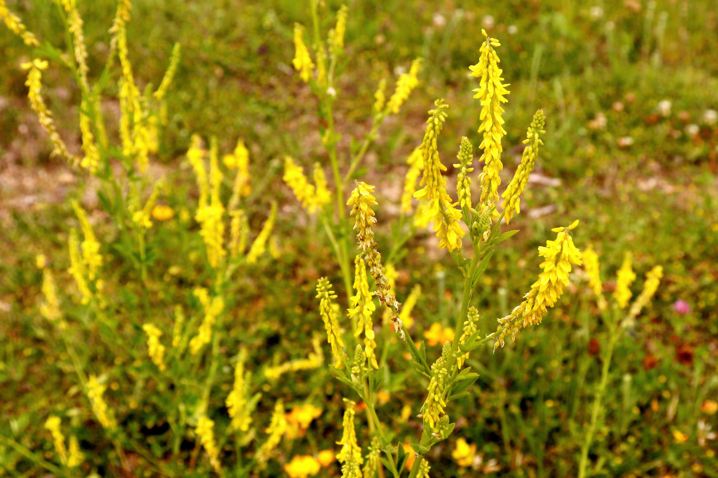 3000 YELLOW SWEET CLOVER Melilotus Officinalis Flower Seeds