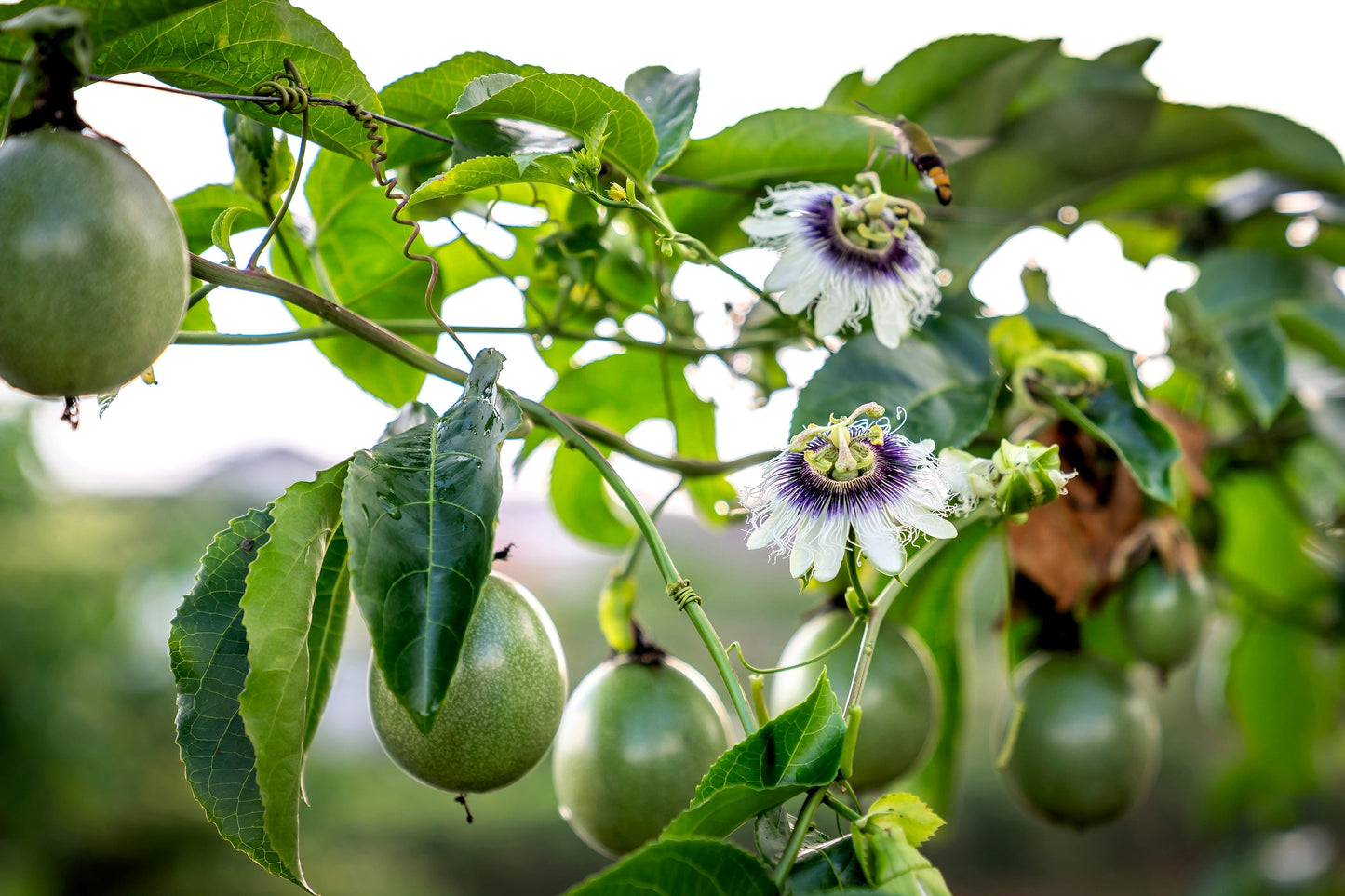 20 PURPLE PASSION FRUIT Passionflower Granadilla Passiflora Edulis Flower Vine Seeds