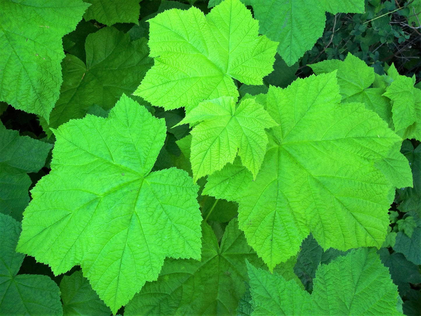 50 THIMBLEBERRY Rubus Parviflorus Edible Red Berry Fruit Native White Flower Sun or Shade Shrub Seeds