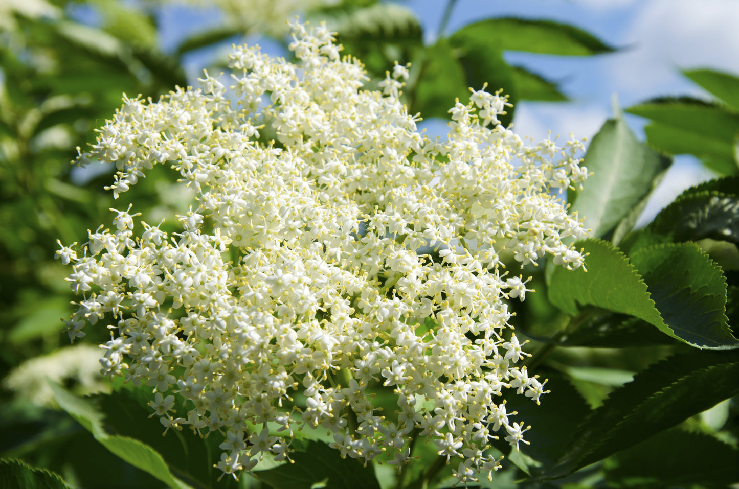 25 American ELDERBERRY FRUIT BUSH Shrub Tree Sambucus Nigra Canadensis Seeds