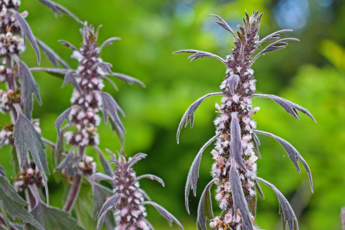 50 MOTHERWORT (Lions Tail / Heartwort) Leonurus Cardiaca Herb Flower Seeds