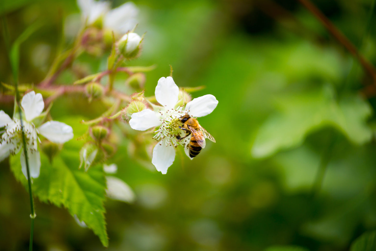 25 TRAILING BLACKBERRY Pacific Rubus Ursinus Vining Shrub Fruit Berry Seeds