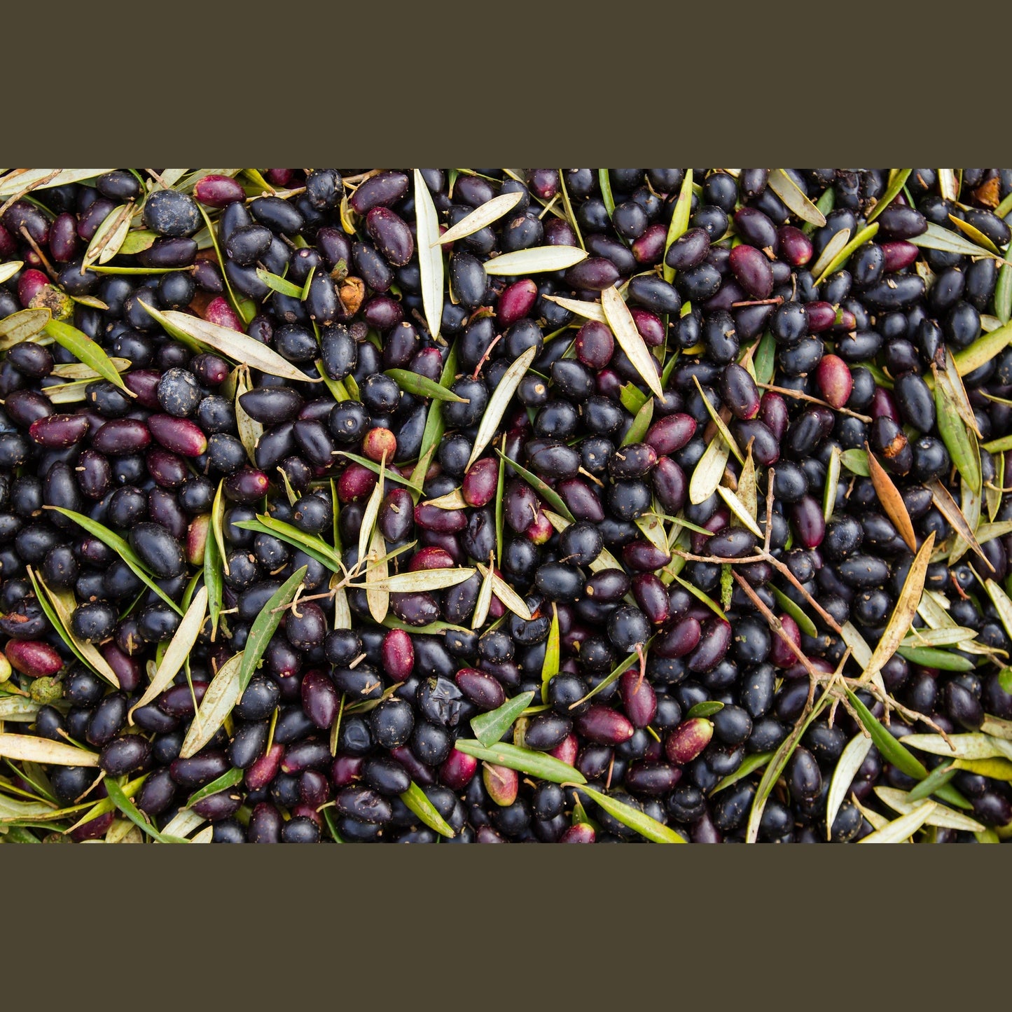 10 CANINO OLIVE TREE Olea Europaea Canino Edible European Common Green Black Fruit Seed