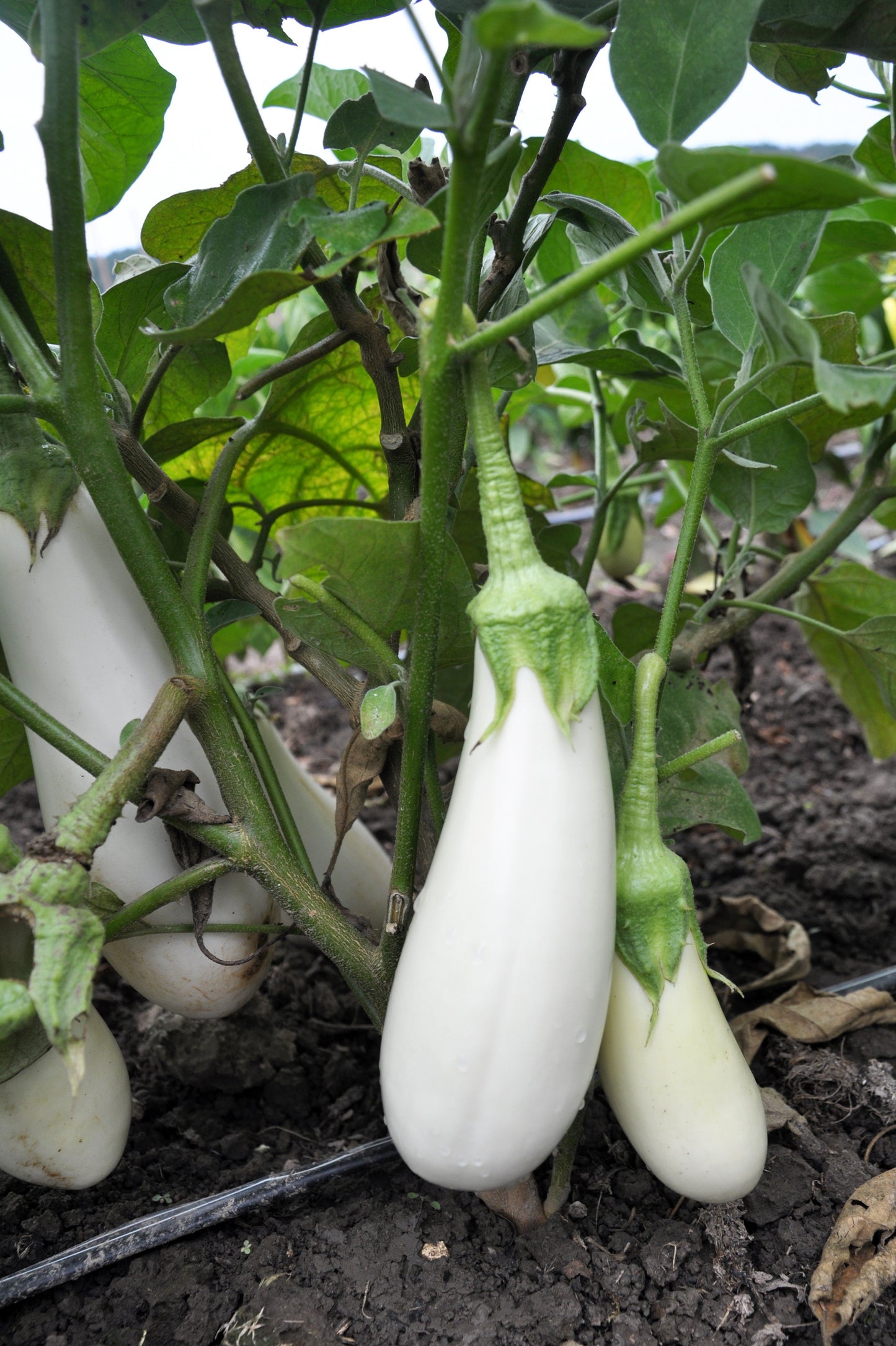50 CASPER WHITE EGGPLANT Solanum Melongena Fruit / Vegetable Seeds