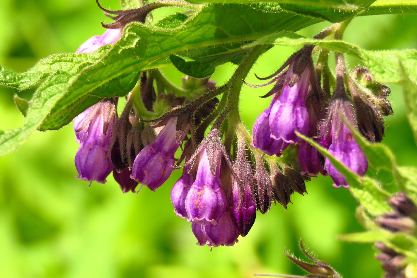 10 TRUE COMFREY Comphrey Symphytum Officinale Herb Seeds Purple Flowers