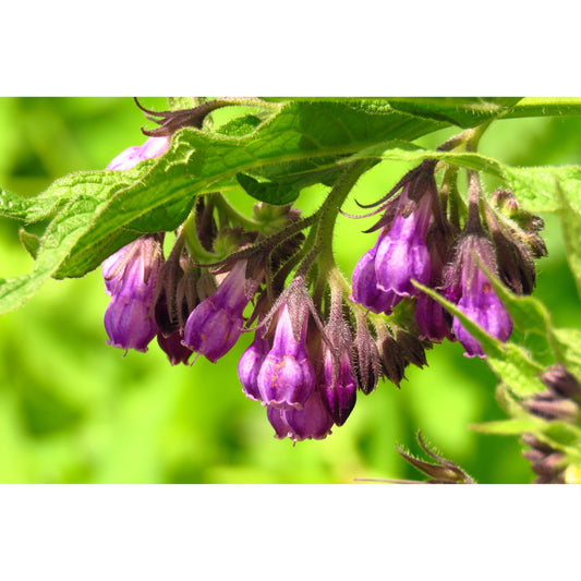 10 TRUE COMFREY Comphrey Symphytum Officinale Herb Seeds Purple Flowers