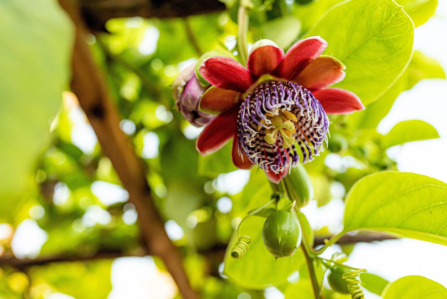 5 GIANT GRANADILLA Red Passion Flower Passiflora Quadrangularis Yellow Fruit Vine Seeds