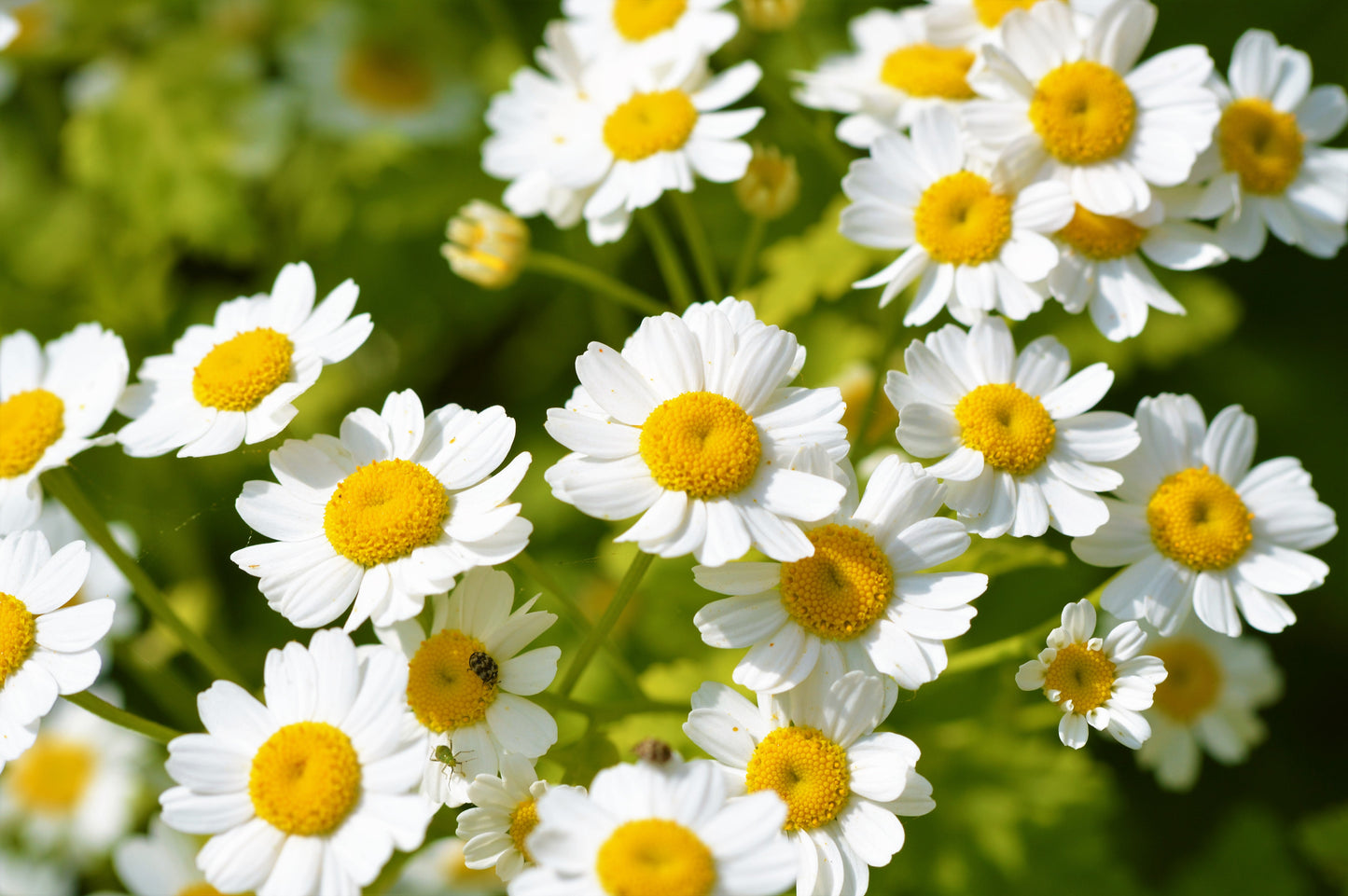 300 FEVERFEW Tanacetum Parthenium Herb Flower Seeds