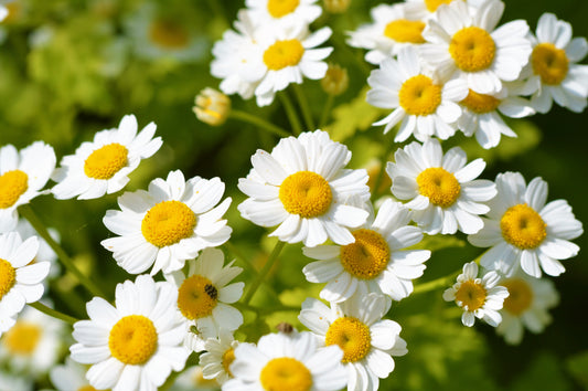 300 FEVERFEW Tanacetum Parthenium Herb Flower Seeds