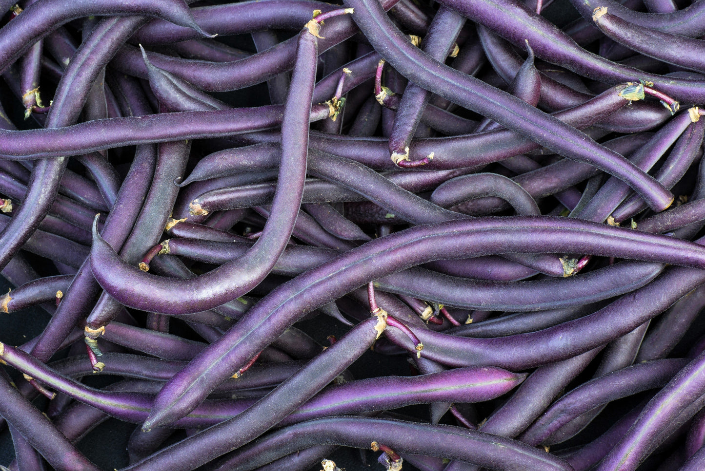 40 Royalty PURPLE POD BEAN Phaseolus Vulgaris Vegetable Seeds