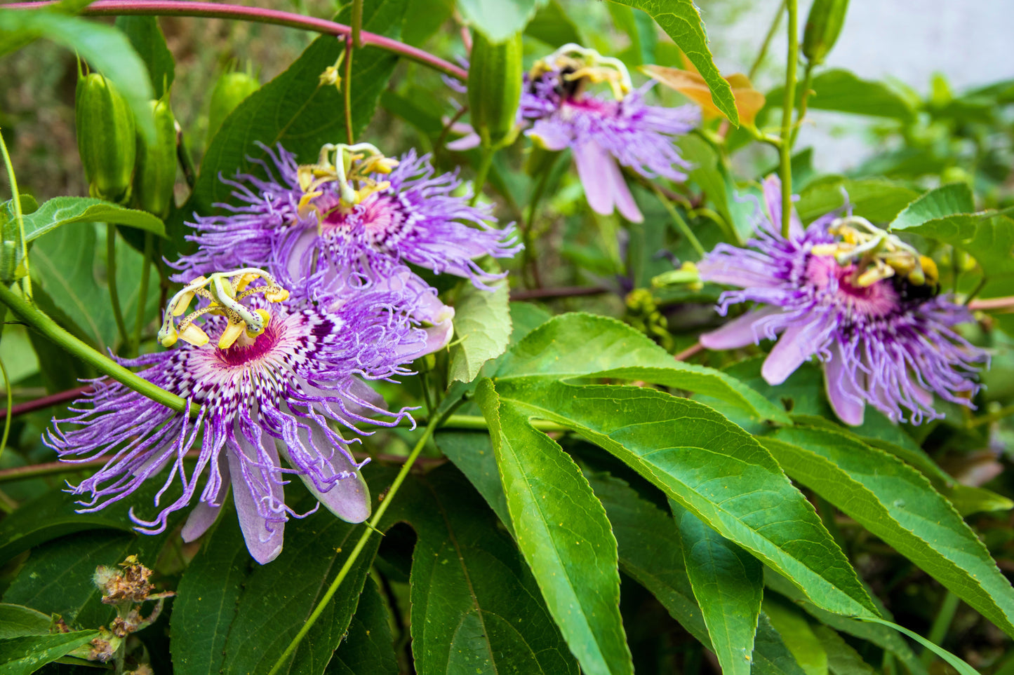 10 Purple PASSION FLOWER Passion FRUIT Granadilla Passiflora Incarnata Vine Seeds