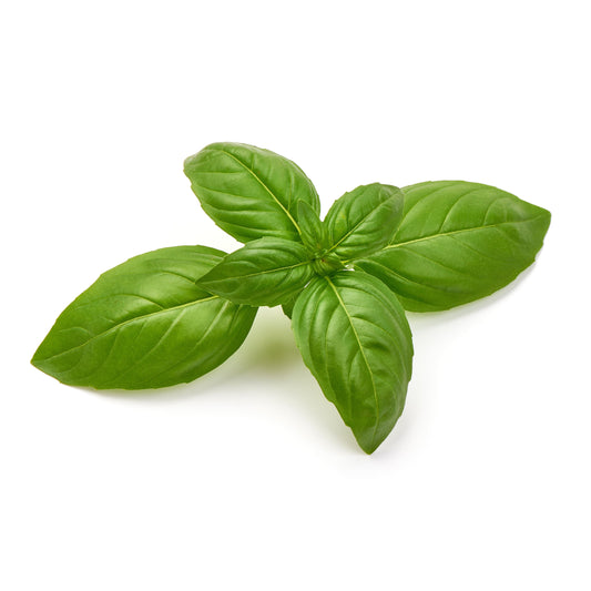 1500 SWEET BASIL Ocimum Basilicum Herb White Flower Seeds
