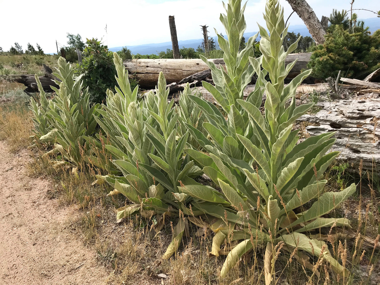 150 YELLOW VERBASCUM Thapsus Common Mullein Flower Herb Seeds