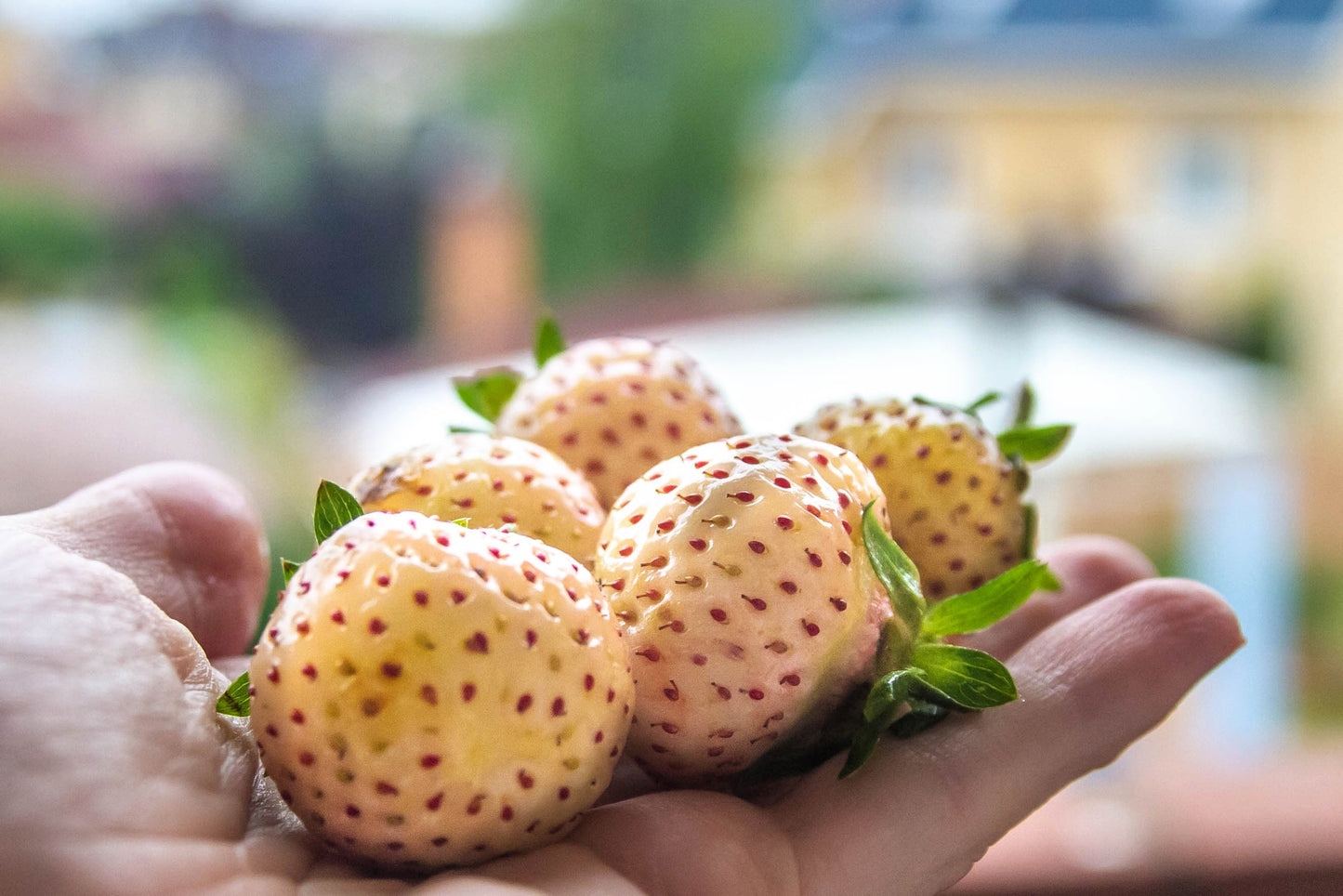 100 WHITE SOUL STRAWBERRY Fragaria Vesca Fruit Flower Berry Seeds