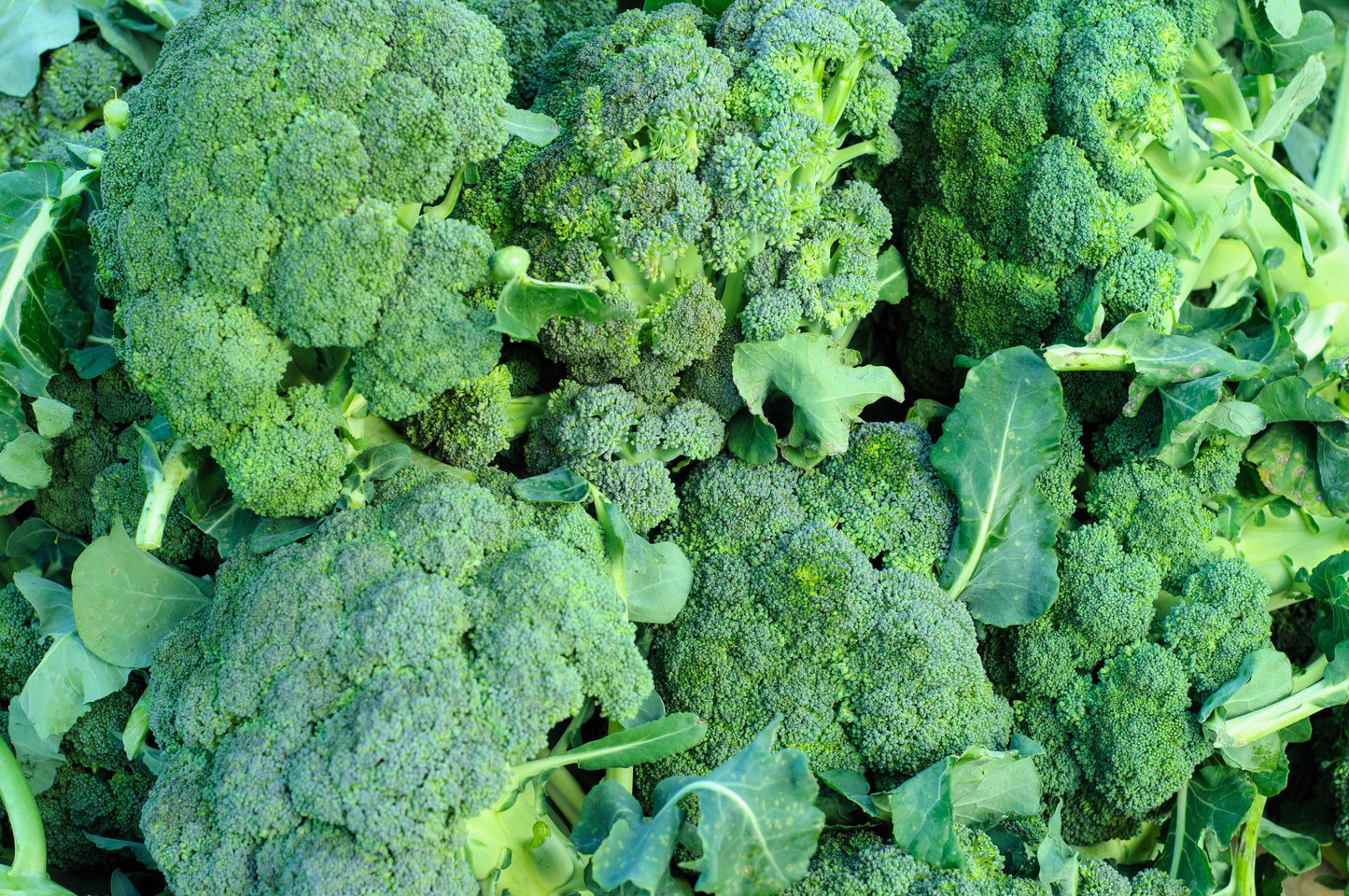 1000 WALTHAM 29 BROCCOLI Brassica Oleracea Vegetable Seeds