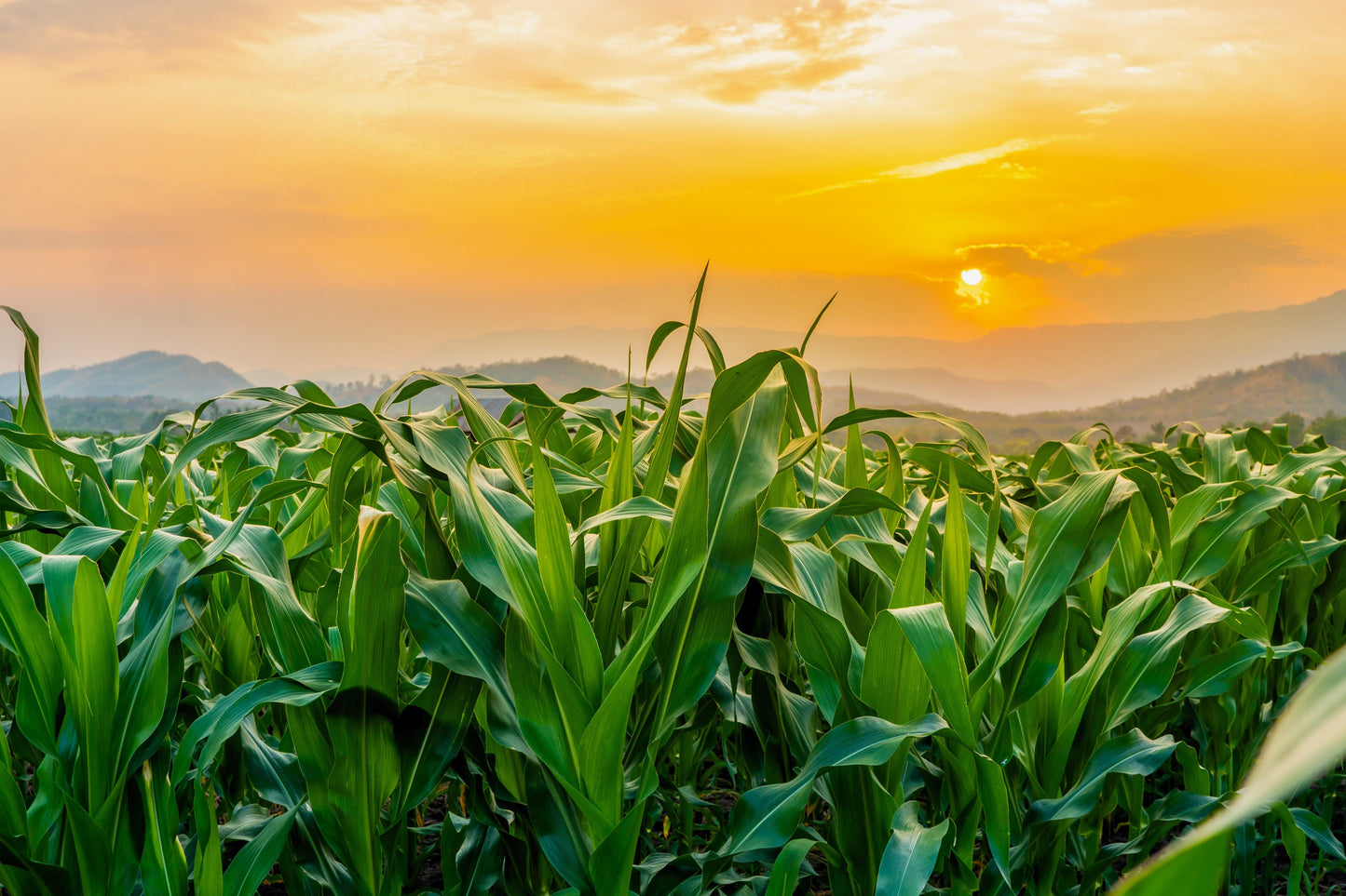 60 BICOLOR CORN DELECTABLE Yellow & White Zea Mays Vegetable Seeds