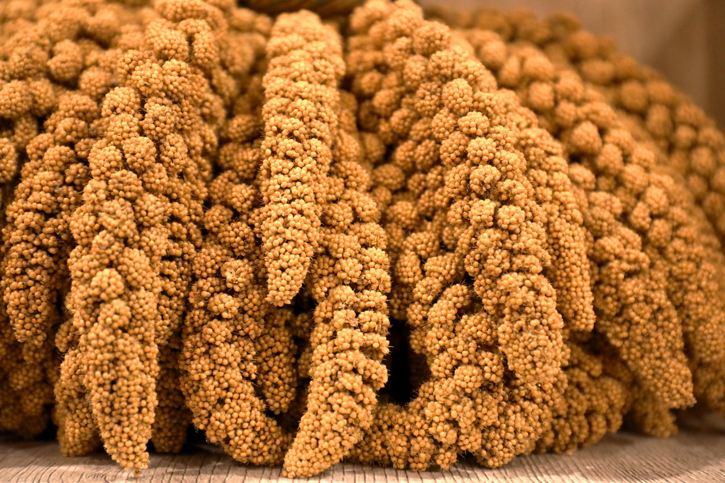 100 FOXTAIL MILLET Setaria Italica Ornamental Grass Flower Seeds