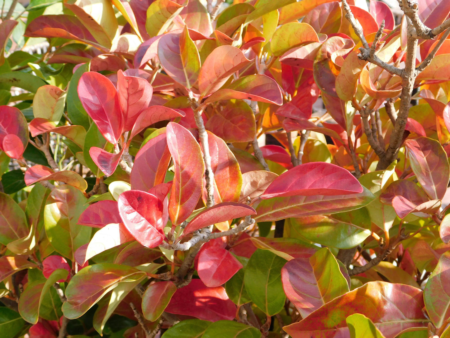 50 BLACK CHOKEBERRY Aronia Melanocarpa White Flower Fruit Shrub Seeds