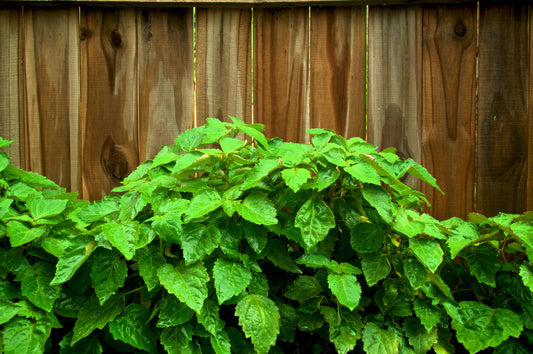 5 TRUE PATCHOULI SHRUB Fragrant Patchouly Pogostemon Cablin Herb Seeds