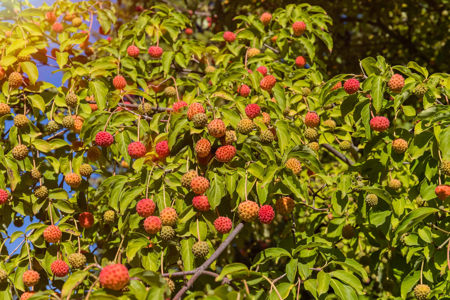 20 HIMALAYAN DOGWOOD / STRAWBERRY Tree Cornus Capitata White & Pink Flower Red Fruit Seeds