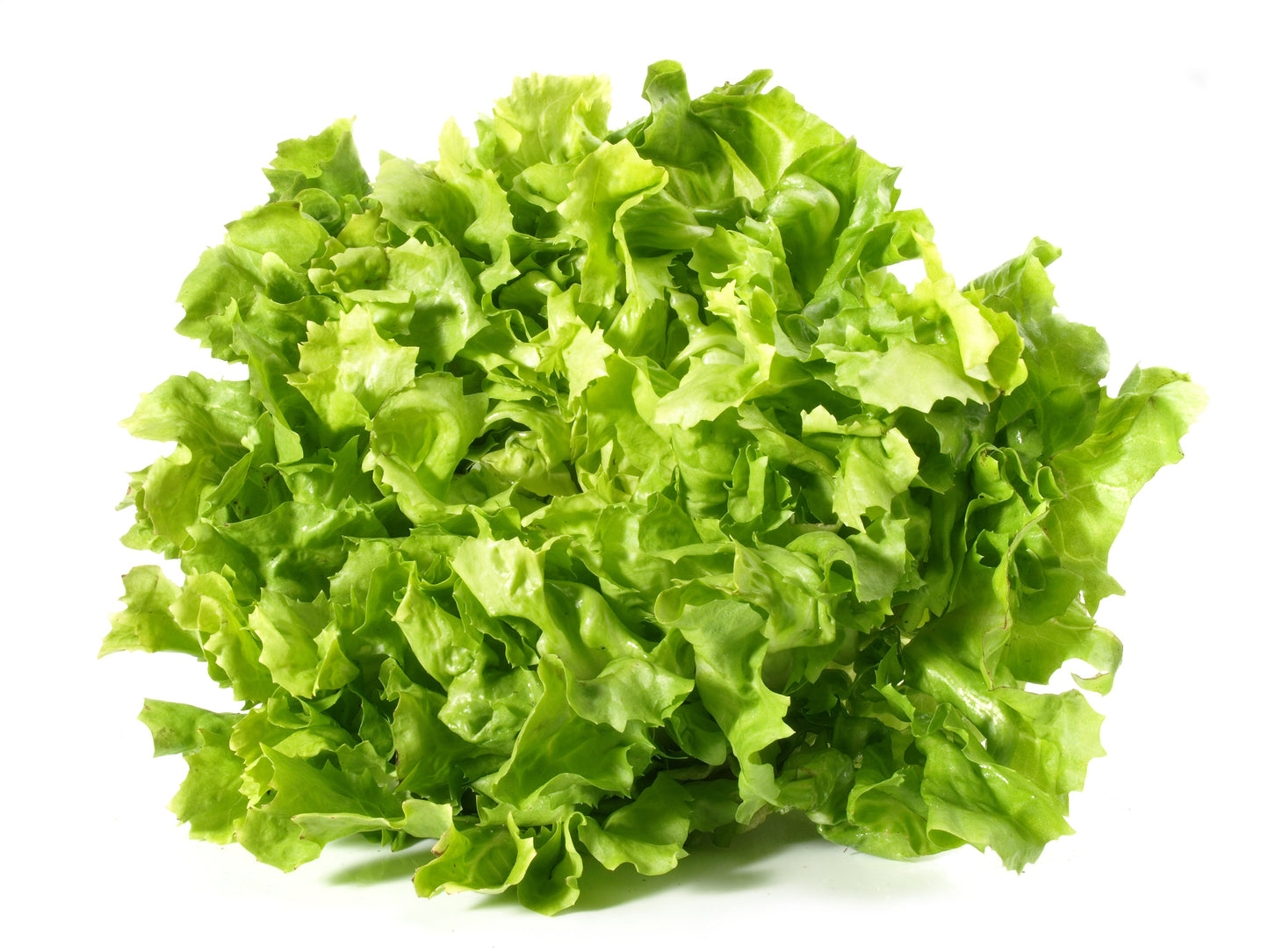 1000 SALAD KING ENDIVE Italian Chicory Greens Cichorium Endivia Vegetable Seeds