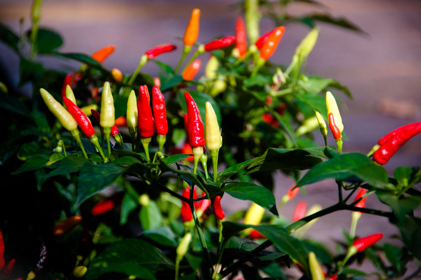 50 TABASCO PEPPER Hot Red Capsicum Fruitescens Vegetable Seeds