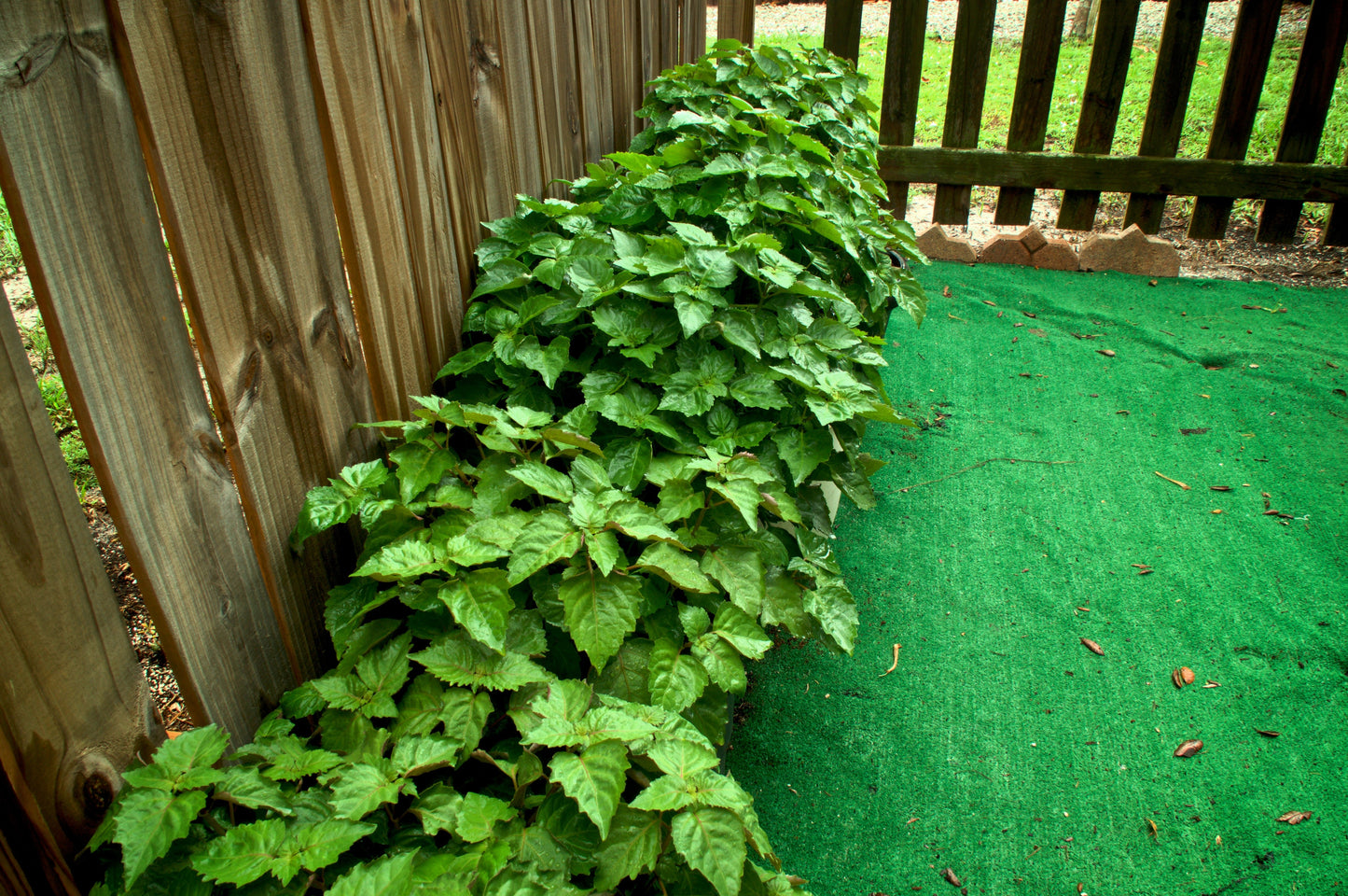 5 TRUE PATCHOULI SHRUB Fragrant Patchouly Pogostemon Cablin Herb Seeds