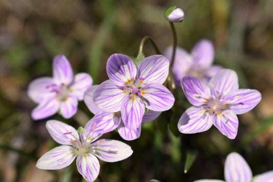 20 VIRGINIA SPRING BEAUTY Claytonia Virginica Eastern Fairy Pink Striped Native Grass Shade Flower Herb Seeds