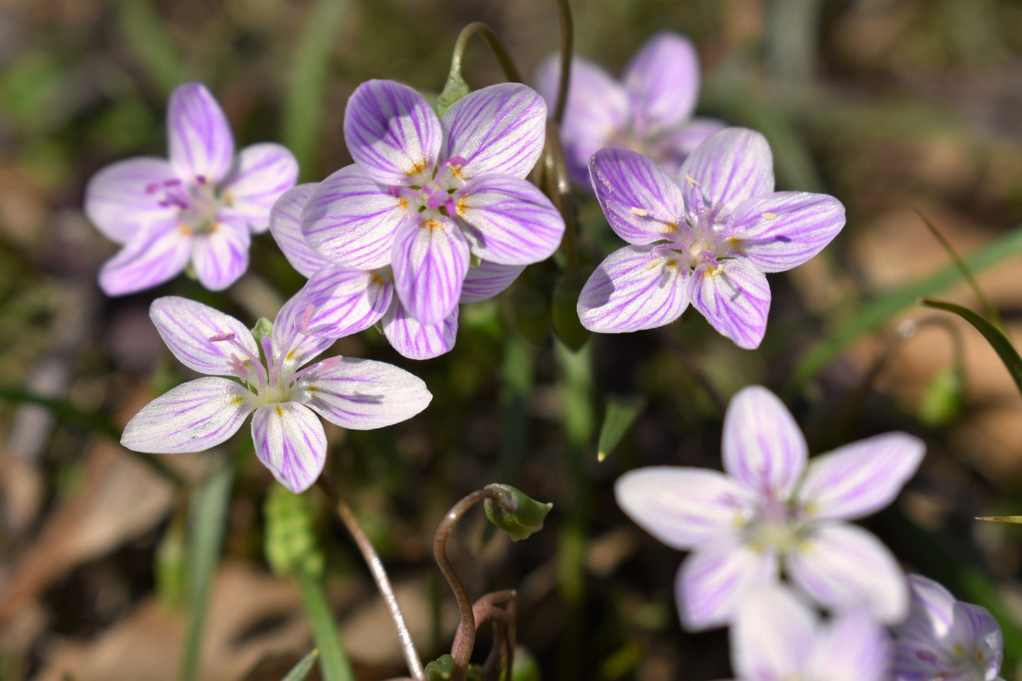 20 VIRGINIA SPRING BEAUTY Claytonia Virginica Eastern Fairy Pink Striped Native Grass Shade Flower Herb Seeds